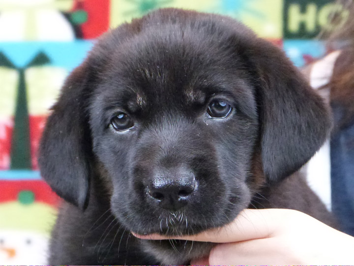 chinook puppy